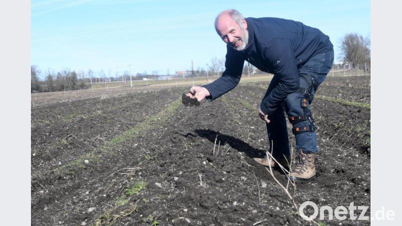Reinhard Brunner beim Kontrollgang auf dem Spargelfeld. Noch ist von den Stangen nichts zu sehen, die Ernte beginnt je nach Wetter Anfang oder Mitte April. Bild: Gabi Schönberger