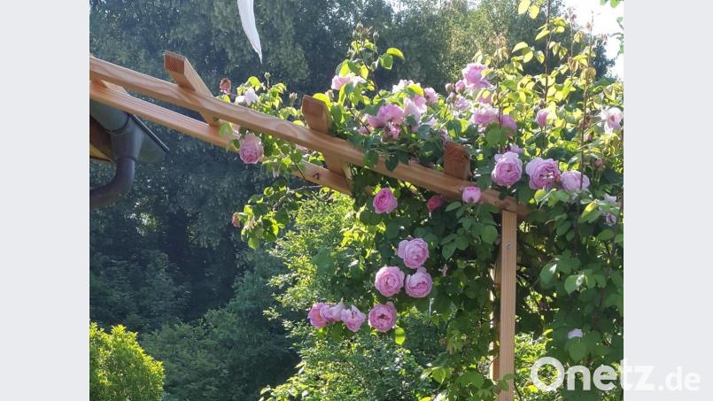 Einmalblühende Kletterrosen sollten erst nach ihrer Blüte im Sommer geschnitten werden. Archivbild: ero