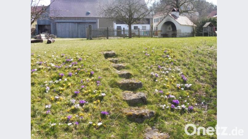 Über ein Krokus-Blütenmeer erfreuen sich derzeit die Iberinger und ihre Gäste. Bild: ibj
