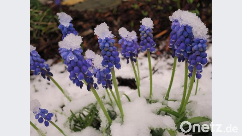 Diese Traubenhyazinthen staunten wohl auch nicht schlecht über den plötzlichen Wintereinbruch und erhielten vergängliche kleine Hütchen. Bild: ero