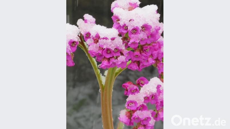 Diese Bergenie wurde durch den plötzlichen Schneefall in der Nacht zum Dienstag mit der weißen Pracht &quot;überzuckert&quot;. Bild: ero