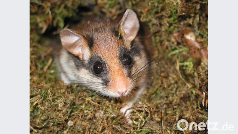 Die Bestände des Gartenschläfers, der Schlafmaus mit der Zorro-Maske, schrumpfen. Aber jeder kann etwas zu ihrer Erhaltung beitragen. Bild: Rudi Leitl/exb