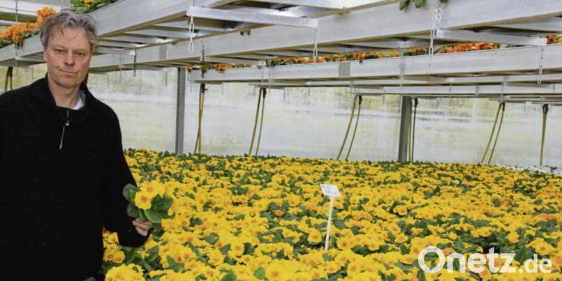 Gartenbau-Ingenieur Hans-Joachim Schinner trifft die Rücknahme der Sonderregelungen besonders hart. Wenn er seine sechs Filialen demnächst nicht normal öffnen darf, sei das Unternehmen Schinner bald Geschichte, befürchtet er. Archivbild: kro