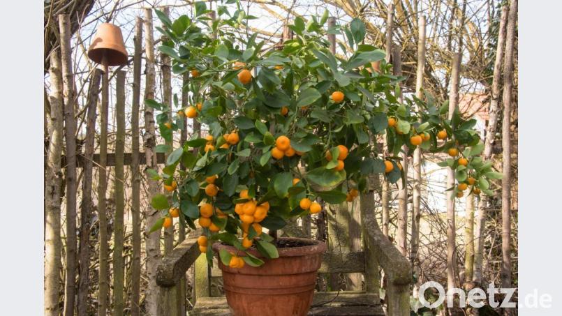 Die Früchte des Calamondinbäumchens können zu einer Bitterorangenmarmelade verarbeitet werden. Bild: Hans Eiber/exb