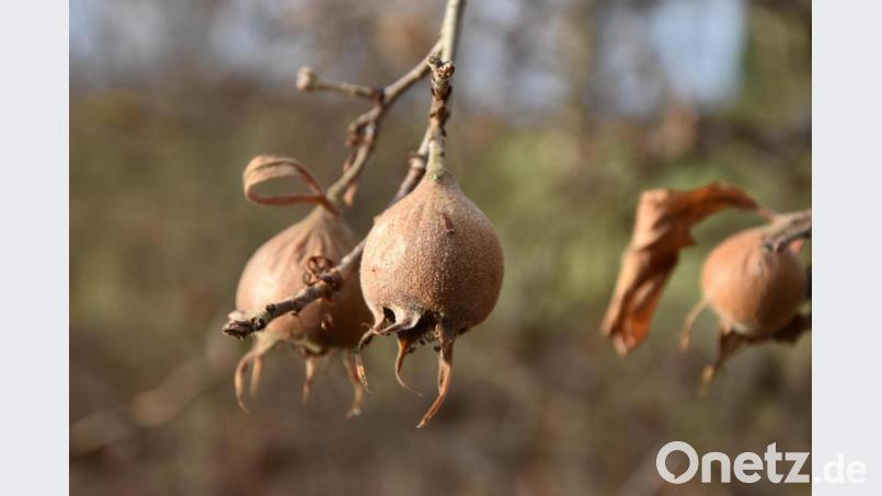 Die Früchte der Mispel. Bild: Umweltstation Abtei Waldsassen