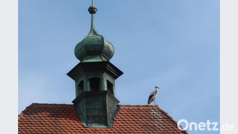 Ein Storch hält kurz Rast auf dem Vilsecker Vogelturm. Bild: rha