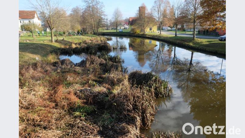 Verlandungen, wie dieses Bild der Creußen in Tremmersdorf zeigt, sollen mit einem ökologischen Umbau des Flusses künftig vermieden werden. Schwerpunkt des Planungsprozesses ist neben dem Gewässerumbau eine Aufwertung der Uferzonen in einen Freizeit- und Erholungsbereich. Bild: do