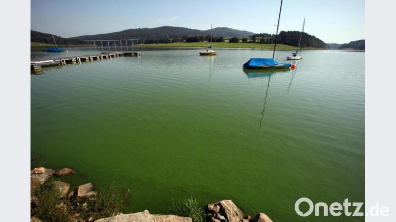 Die Idylle trügt: Bei genauem Hinsehen entpuppt sich das Wasser im Eixendorfer See wegen der grünlichen Blaualgen als wenig einladend. Jetzt nimmt der Stadtrat Kurs auf eine neue technische Methode: ein in Bautzen erprobter Blaualgen-Stopper soll her. Bild: ggö