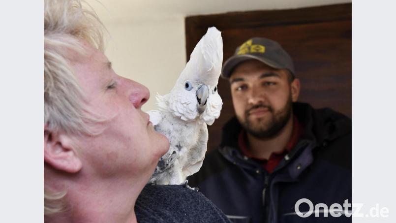 Kakadu Gustl kann manchmal frech sein, doch auf den Schultern seiner Ersatz-Mama Ulrike Jackson fühlt er sich wohl. Im Hintergrund ihr Sohn Terrel, der sich ebenfalls liebevoll um den weißen Kakadu kümmert - genauso wie um Dutzende andere exotische Vögel. Bild: Petra Hartl