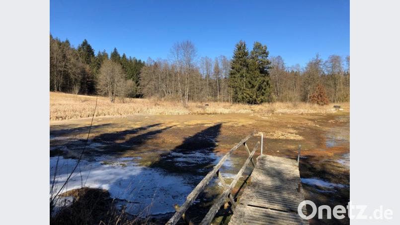 Der Weiher im Taubenbachtal (Rieden) ist bereits seit vergangenem Sommer ausgetrocknet. Für Amphibien, die im Frühjahr in diesem Gewässer ablaichen wollen, stellt das ein enormes Problem dar. Bild: privat