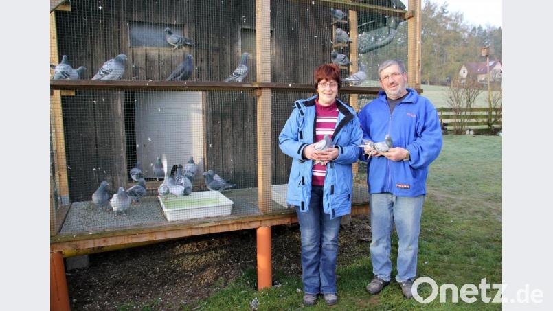 Die Brieftauben der Schlaggemeinschaft Doris und Josef Leonhardt sind schon seit einiger Zeit sehr erfolgreich unterwegs. Das Züchterehepaar aus Schwarzhofen sicherte sich auch 2020 die Meisterschaft der Einsatzstelle Niedermurach. Bild: boj