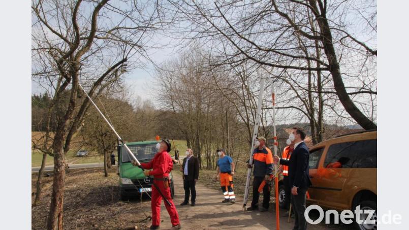 Dritter Bürgermeister Günther Gilch erläuterte, worauf beim Ausschneiden der Bäume geachtet werden sollte und zeigte das auch im praktischen Beispiel auf. Bild: frd