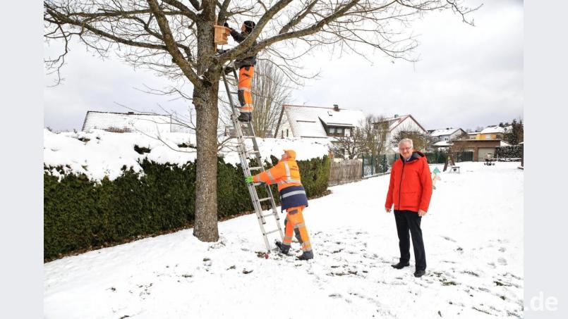 Zur Abwehr der Eichenprozessionsspinner stellten Mitarbeiter des städtischen Bauhofs unter anderem am Hans-Müller-Spielplatz Nistkästen für die Meisen auf. Mit auf dem Bild Bürgermeister Johannes Reger (rechts). Bild: njn