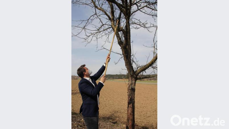 Nachdem ihm seine beiden Stellvertreter gezeigt hatten, wie die Bäume ausgeschnitten werden sollten, legte Bürgermeister Rudolf Teplitzky selbst Hand an. Bild: frd