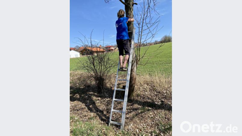 Dr. Nicole Merbald (im Bild), LBV-Beauftragte für Weiden, hat zusammen mit Verena Bauer Nistkästen in Oberlind aufgehängt. Bild: Eichl