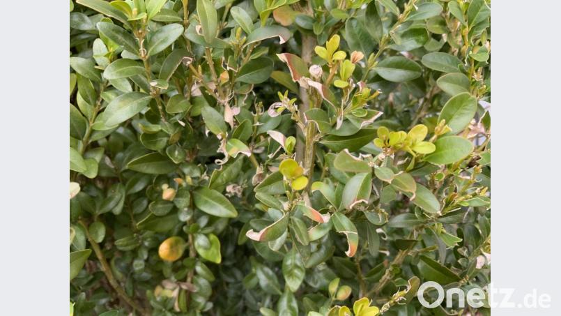Die Schäden vom vergangenen Jahr: Fraßstellen und alte Gespinste deuten darauf hin, dass hier Raupen des Buchsbaumzünslers überwintert haben. Bild: ero