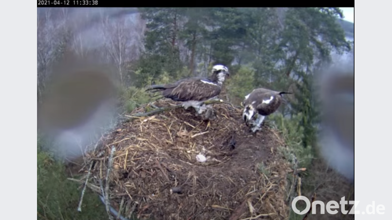 Das erste Ei 2021 liegt im Adlerhorst am Rußweiher Screenshot: Fischadler Eschenbach Livestream/Youtube