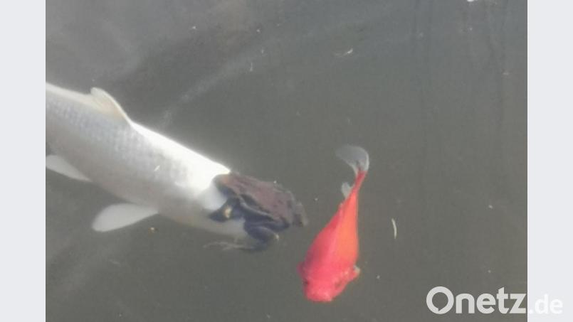 "F(r)ischverliebt", hat Leserin Tina Breitner zu dem Bild geschrieben, das vor wenigen Tagen im Gartenteich der Familie in Waldsassen entstand. Bild: Tina Breitner/exb