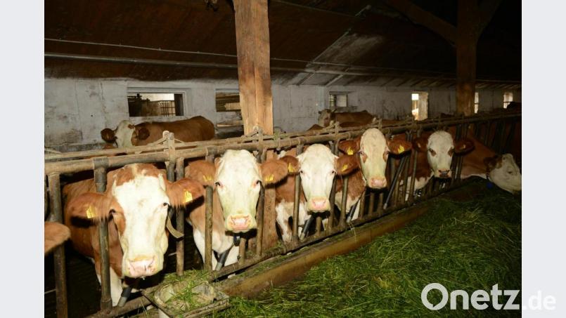 Die Zahl der Milcherzeuger geht zurück. Doch die Tierbestände werden größer sich und als Folge erhöhen sich auch die Milchlieferungen. Bild: bey