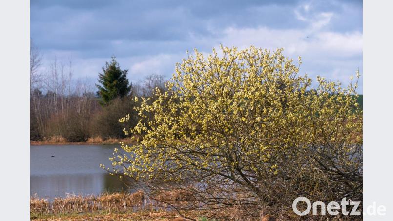 Weidenkätzchen bei Oberteich. Bild: sds