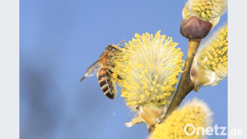 Baum, Honigbiene (Apis mellifera), Insekten, Palmkätzchen, Salweide Bild: Johannes Selmansberger/exb