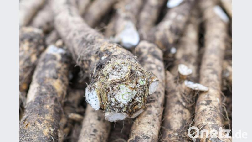 Enthaltenes Senföl sorgt für Tränen, wenn man die Meerrettichwurzeln raspelt oder schält. Bild: Patrick Pleul/dpa