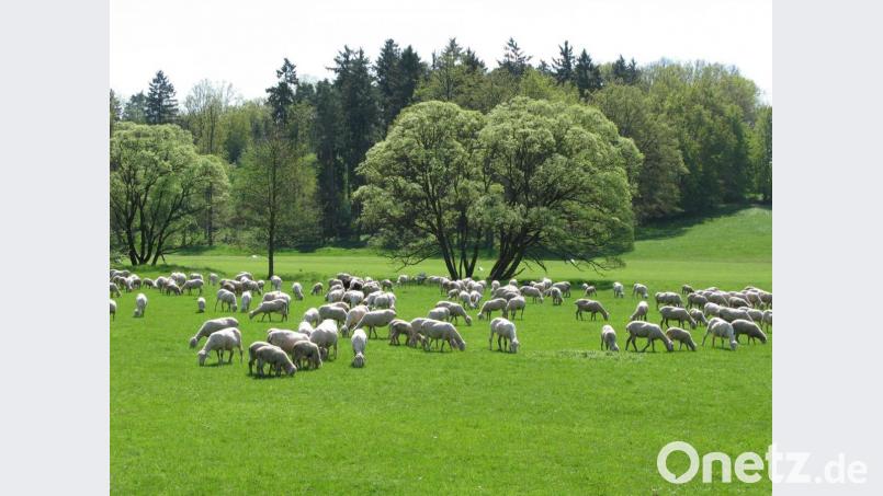 Die artenreichen Kalkmagerrasen im Ammerbachtal sind bei der Biotopkartierung eine Besonderheit. Archivbild: Susanne Schwab