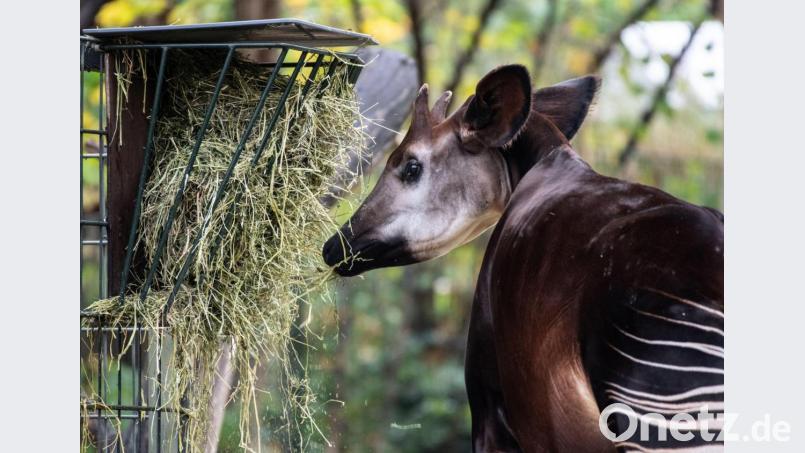 Ein Okapi lässt es sich im Zoo Berlin schmecken. Bild: Paul Zinken/dpa