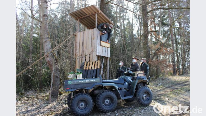 Die Revierjägerlehrlinge Peter Schneebichler und Louis Ehrhardt (oben, von links), bringen einen Fledermausnistkasten an. Jürgen Donhauser, Jagdverband-Kreisgruppenvorsitzender Franz Sedlmeier und Paul Stelmach (unten, von links) sehen zu. Bild: pko