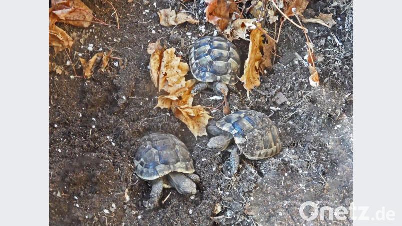 Das erste Treffen seit vier Monaten. Wo bleiben die anderen Geschwister? Bild: twi