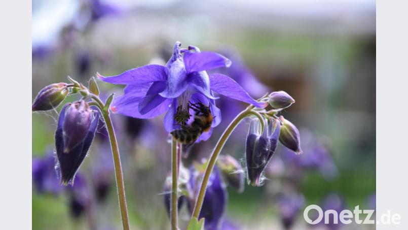 Europäische Gärten ziert die Akelei mit ihren schönen Blüten bereits seit dem späten Mittelalter. Bild: Umweltstation Abtei Waldsassen