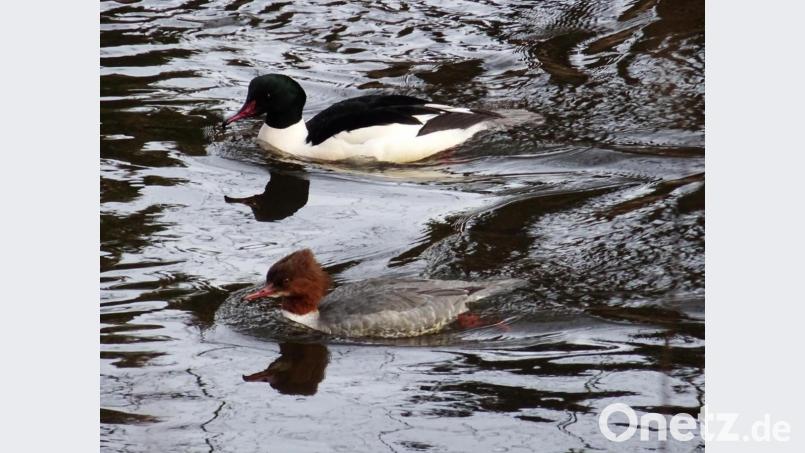 Hier schwimmen Gänsesäger, Männchen und Weibchen. Bild: Volker Spieß/exb