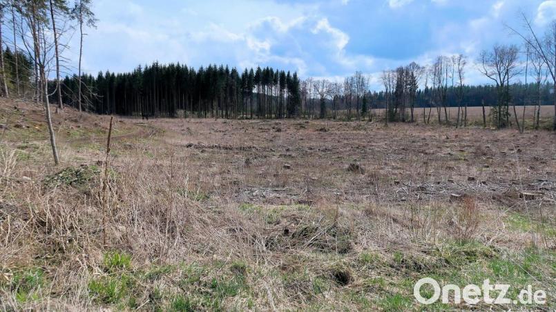 Das Gelände für die Schilfkläranlage der Gemeinde Friedenfels ist bereits gerodet. Es befindet sich im direkten Anschluss an die alte Kläranlage und grenzt an den Radweg von Friedenfels nach Reuth bei Erbendorf (rechts hinter den Bäumen). Bild: bsc