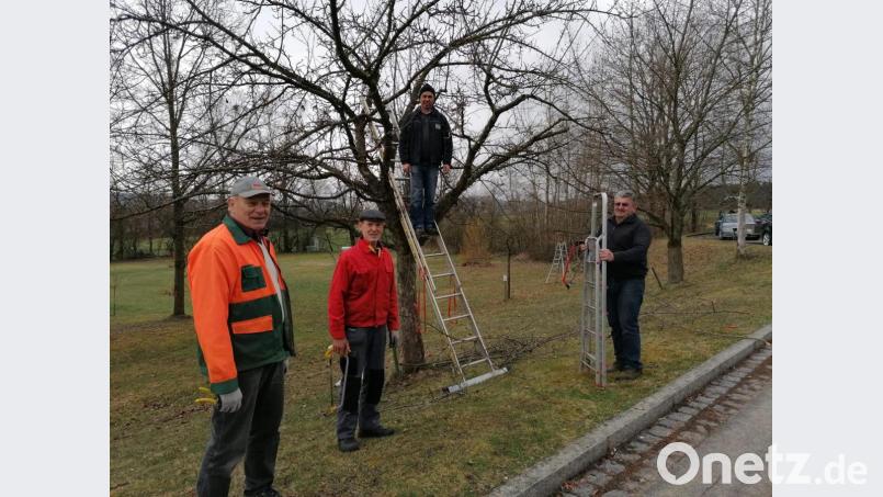 Für den Obstbaumschnitt am Lehrpfad packten (von links) Ludwig Walbrun, Johann Köppl, Walter Nagler und Josef Schneeberger gemeinsam an. Bild: Anita Forster