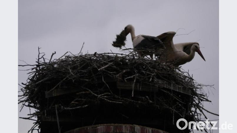 Storch und Störchin verschönern in Mehlmeisel ihr Nest. Bild: gis