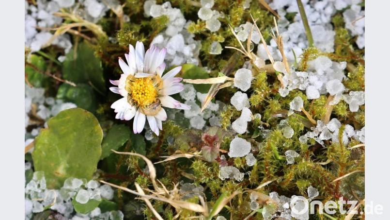 Ein Gänseblümchen steht auf einer mit Graupel bedeckten Wiese. Bild: Karl-Josef Hildenbrand/dpa