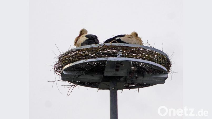 Die Störchen sind in den Horst auf einem Lichtmast bei Lukas-Anlagenbau eingezogen. Bild: fvo