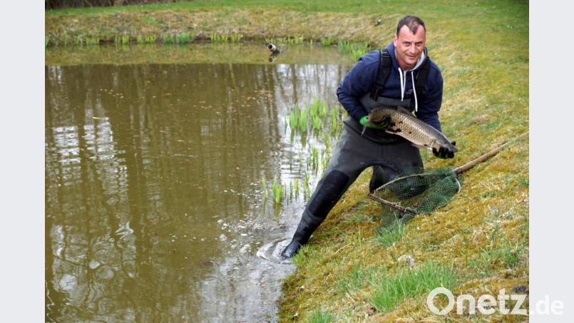 Kai Wolf setzt einen der zehn Schuppenträger in den Teich und hofft, sie im Herbst wieder entnehmen zu können. Bild: bkr