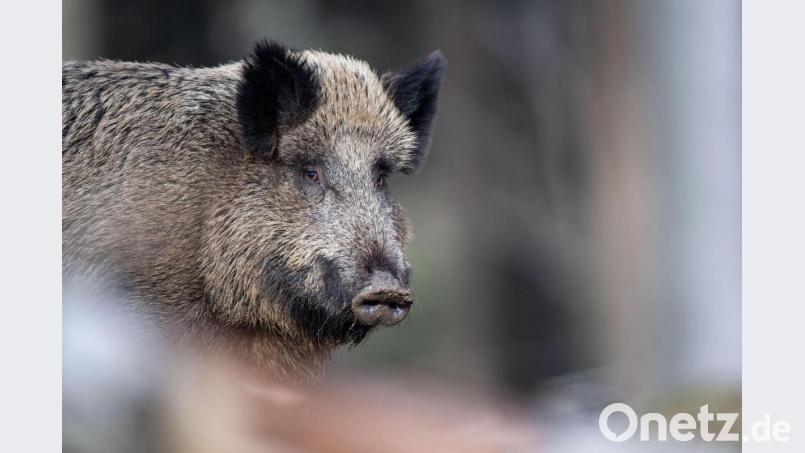 Ein Wildschwein steht auf einem Plateau im Wald. Symbolbild: Lino Mirgeler/dpa