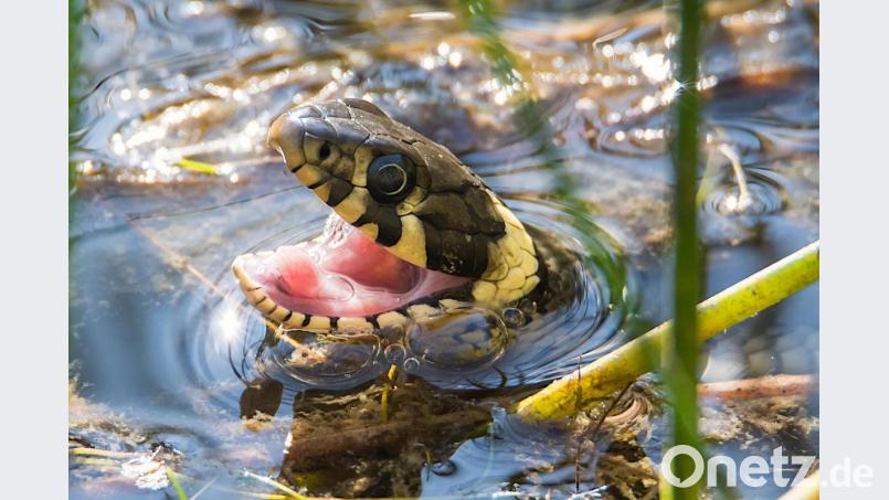 Die Ringelnatter auf der Jagd im Teich. Bild: Norbert Vetter/exb