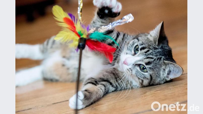 Mit ähnlichem Katzenspielzeug versuchte ein Katzenhalter bei Ermersricht seinen Liebling anzulocken. Das löste einen Polizeieinsatz aus. Symbolbild: Franziska Gabbert/dpa