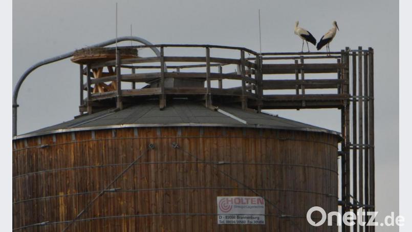 Ein Storchenpaar hat am Sonntag den neuen Horst auf dem Salz-Silo-Turm auf dem städtischen Bauhofareal besichtigt. Ob sie bleiben werden, wird sich in den nächsten Tagen zeigen. Bild: dob