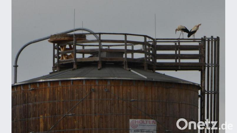 Ein Storchenpaar hat am Sonntag den neuen Horst auf dem Salz-Silo-Turm auf dem städtischen Bauhofareal inspiziert. Ob sie bleiben werden, wird sich in den nächsten Tagen zeigen. Bild: dob