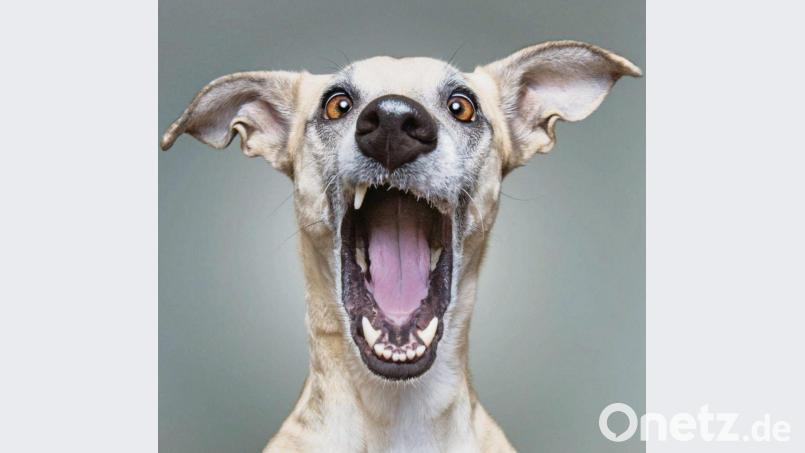 Bitte recht kraftvoll, Scout! Elke Vogelsang weiß, wie gute Tierfotos gelingen. Ihre Werke schmücken nicht nur Bücher und Kalender. Sie sind weltweit in Magazinen gefragt, etwa im „National Geographic“ oder im „The Sunday Times Magazine“. Bild: Elke Vogelsang/dpa