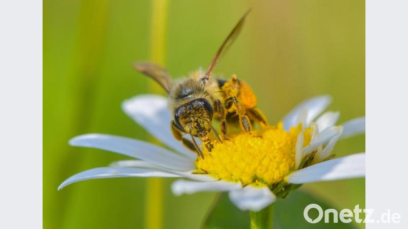 Eine Wildbiene sucht auf einer Blüte einer Magerwiesen-Margerite nach Nektar. Angelika Sullivan vom Bienenzuchtverein Kemnath und Umgebung gibt Tipps, wie man den Bienen im eigenen Garten helfen kann Symbolbild: Patrick Pleul/dpa