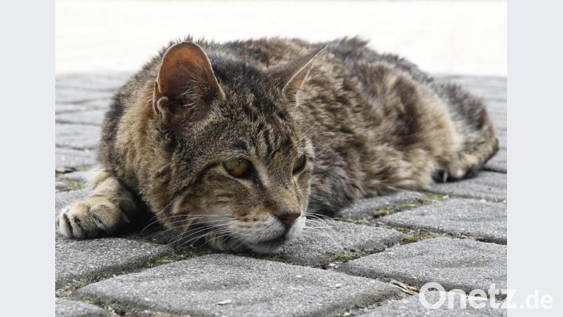 Der Bestand verwilderter Katzen soll weiter kontrolliert werden. Für Kastrationen stellt der Landkreis 20000 Euro zur Verfügung. Bild: Petra Hartl