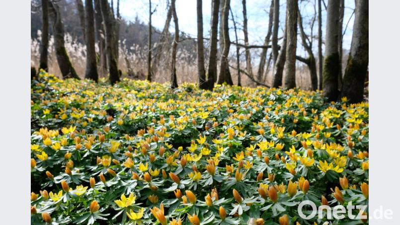 Kleine Blüher mit großer Wirkung Bild: do