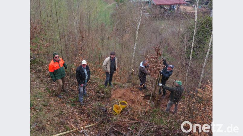 Professionell pflanzten Mitglieder des OGV unterhalb der Kulmterrasse auch eine Eiche. Sie wurde mit drei Pfählen gesichert. 
im Bild (von links) Klaus Sehnke, André Dietrich, Bürgermeister Wolfgang Haberberger, Helmut Schäffler, Hermann Preißinger und Manfred Höllering. Bild: ow