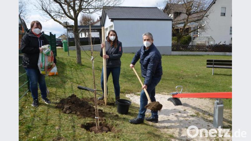 Bürgermeister Andreas Wutzlhofer griff mit Tochter Anna als Initiatorin, Jugendbeauftragte und Stadträtin sowie CSU-Ortssprecherin Martina Rauch (von rechts nach links) zu Pickel, Schaufel und Erde, um das von Ramasuri und der Gärtnerei Steinhilber aus Neustadt/WN gespendete Bäumchen auf dem Waldauer Spielplatzareal fachgerecht einzusetzen. Viele andere Gemeinden aus dem Landkreis Neustadt/WN erhielten ebenfalls einen Apfelbaum der verschiedensten Sorten. Bild: dob
