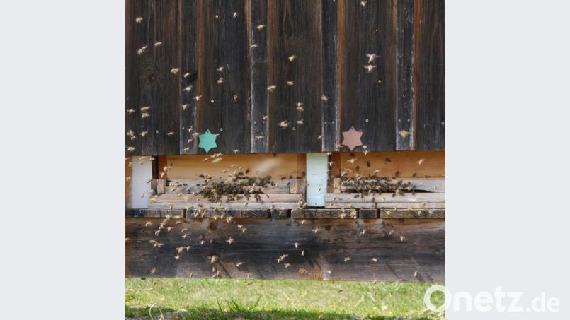Das Bild zeigt den regen Bienenflug mit Polleintrag. Bild: gis